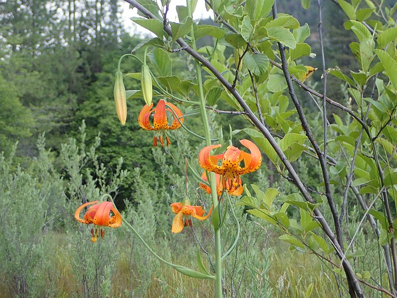 File:Lewiston lake Leopard Lily.jpg