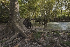 Lez River in Domaine de Restinclières, Prades-le-Lez 02.jpg