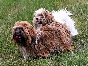 Lhasa Apso