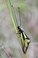 Libelloides coccajus ♂ Switzerland - Russin