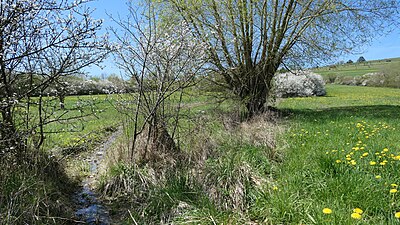 Sinterbildung durch Kalkablagerungen in einem Graben im Tal des Stedtebaches