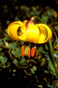 Lilium albanicum