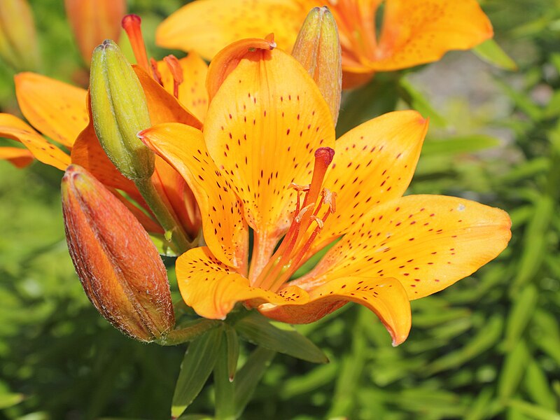 File:Lilium bulbiferum var. croceum-IMG 3648.jpg