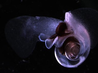 Limacina helicina, a pteropod LimacinaHelicinaNOAA.jpg