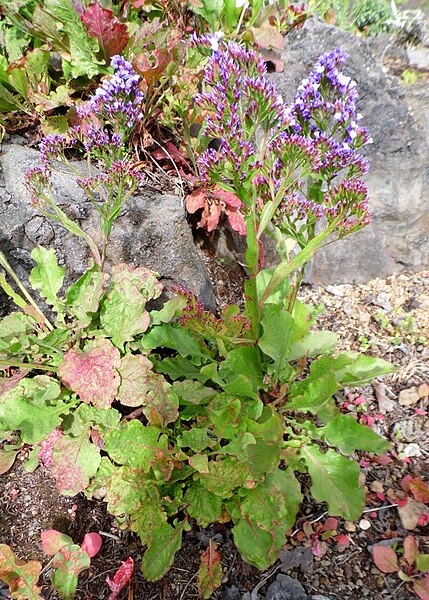 File:Limonium brassicifolium kz1.JPG