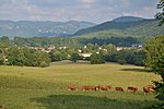 Limousines et paysage à Raissac.