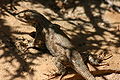 Lizard near Hickman Bridge.jpg