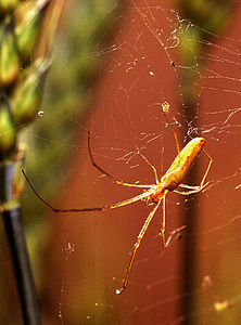 Araneuloj: Priskribo, Ekologio kaj kutimaro, Retotipoj