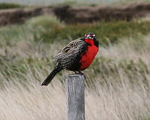 Mirlo de cola larga (Sturnella loyca)