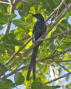 Long-tailed Starling (Aplonis magna). 
 jpg