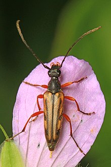 Longhorn Beetle - Analeptura lineola, Мудди Крик, Гарретт округі, Мэриленд.jpg