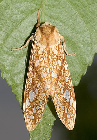 <i>Lophocampa caryae</i> Species of moth