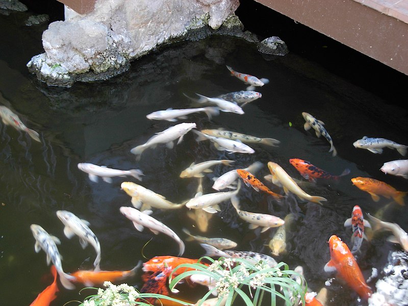 File:Losts of fish Loro Parque.JPG