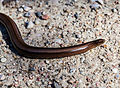 * Nomination Slow worm (Anguis fragilis), Jurata, Hel Peninsula, Poland --Poco a poco 16:51, 13 June 2013 (UTC) * Promotion Good quality. --Iifar 17:00, 13 June 2013 (UTC)