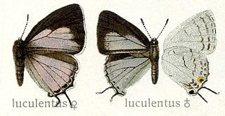 <i>Tajuria luculentus</i> species of insect