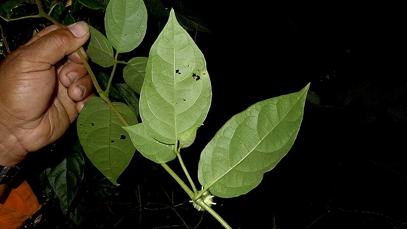 File:Lycianthes pauciflora (Vahl) Bitter (8881803705).jpg