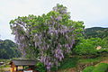 English: A big Japanese wisteria tree in Yoshida. 日本語: 吉田の大藤