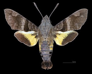 <i>Macroglossum bifasciata</i> Species of moth