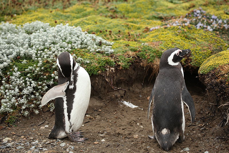 File:Magellanic Penguins at Otway Sound, Chile (5521263818).jpg