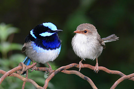 Bird b c. Расписной малюр. Прекрасный расписной малюр. Блестящий расписной малюр самка. Малюр птица.