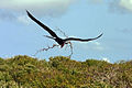 Male building nest; Genovesa Island (El Barranco), Galapagos Islands.