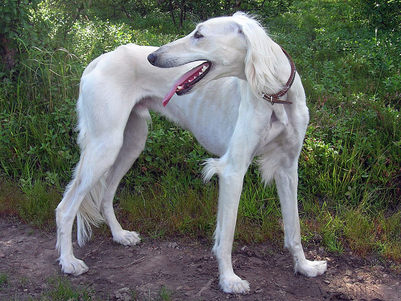 Malik the Saluki.jpg