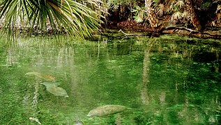 Manatees at Blue Spring State Park, FL.jpg