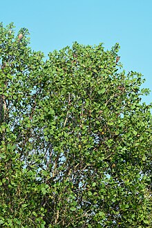 Sonneratia caseolaris in Kerala Mangroves at Muzhappilangad 024.jpg