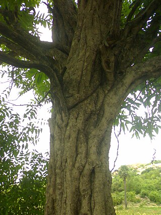 <i>Manilkara hexandra</i> Species of tree