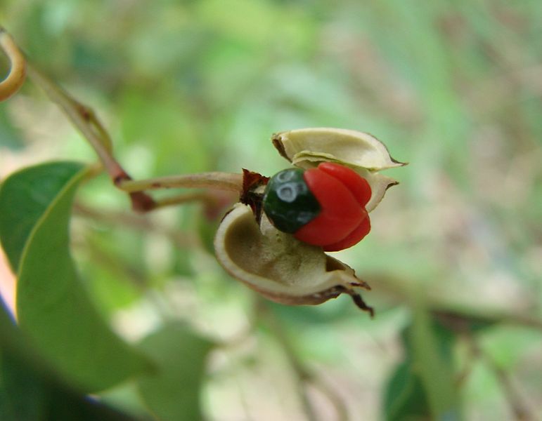 File:Maprounea guianensis ripe fruit.jpg