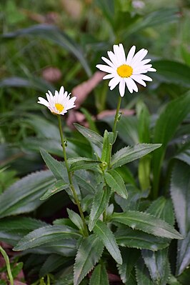 Margarita común (Leucanthemum maximum) - Flickr - Alejandro Bayer.jpg