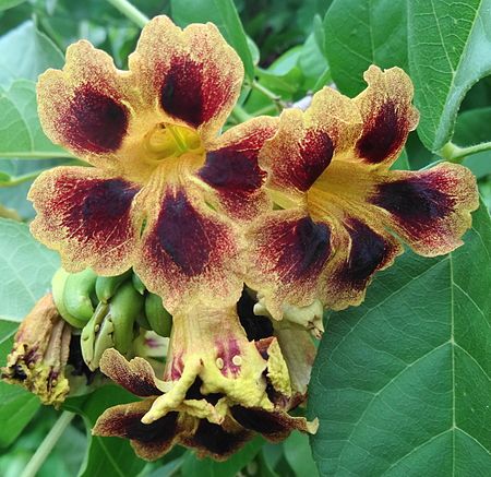 Flowers in Pemba, Mozambique. Markhamia zanzibarica - Pemba (11773383856).jpg