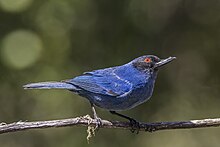 Masked flowerpiercer (Diglossa cyanea cyanea) Caldas.jpg