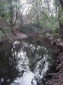 Steep stream banks of Quaternary alluvium are colonized by bay trees and non-native ivy adjacent to Doyle Park.