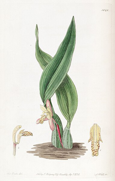 File:Maxillaria rufescens - Edwards v. 22 (1836) pl. 1848.jpg