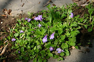 <i>Mazus reptans</i> Species of flowering plant in the family Mazaceae