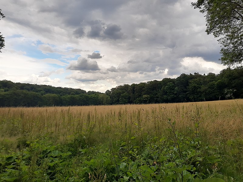 File:Meadow, Wiesbaden.jpg