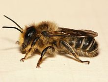 Megachile ligniseca.jpg 