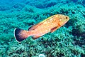 * Nomination Dusky grouper (Epinephelus marginatus), Cabo de Palos, Spain --Poco a poco 09:32, 22 June 2023 (UTC) * Promotion  Support Good quality. --Mike Peel 20:20, 22 June 2023 (UTC)