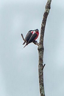 <span class="mw-page-title-main">Rosy bee-eater</span> Species of bird