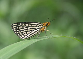 <i>Willema willemi</i> Species of butterfly