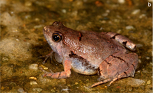 Microhyla laterite yetişkin male.png