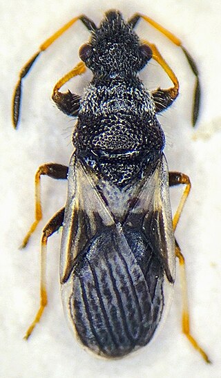 <i>Microplax albofasciata</i> Species of true bug