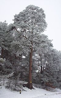 Scots pine