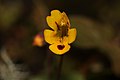 Mimulus alsinoides