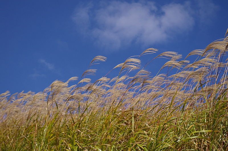 File:Miscanthus sinensis0842.JPG