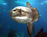 An ocean sunfish