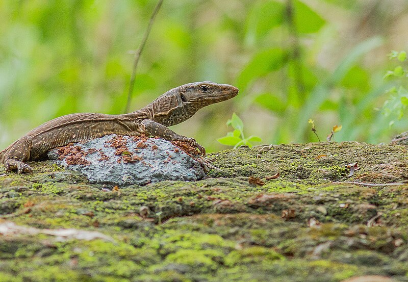 File:Monitor Lizard (125143537).jpeg