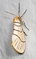 Moth - Doa raspa, Caves Branch Jungle Lodge, Belmopan, Belize.jpg