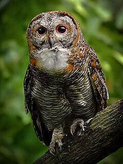 Mottled wood owl Species of owl